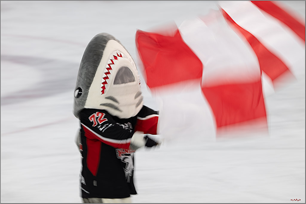 PENNY DEL 1; Kölner Haie - Düsseldorfer EG ; Köln, 16.02.2025